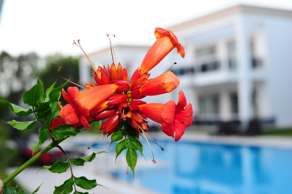 Delita Suite Hotel Turkbuku 골터크부쿠 외부 사진